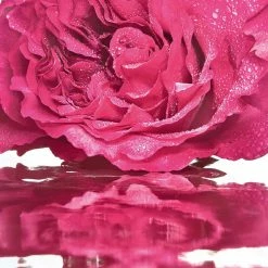 Wholesale ⭐ Cheap 🌟 Guerlain Mon Guerlain Eau de Toilette Bloom of Rose 🧨 💯 -Deals Guerlain Store 75460829 xxl a4
