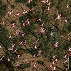 Coupon π€© Cheapest π Guerlain Aqua Allegoria Rosa Rossa Eau de Toilette π π€© 14 Coupon π€© Cheapest π Guerlain Aqua Allegoria Rosa Rossa Eau de Toilette π π€© -Deals Guerlain Store 76296869 xxl a4